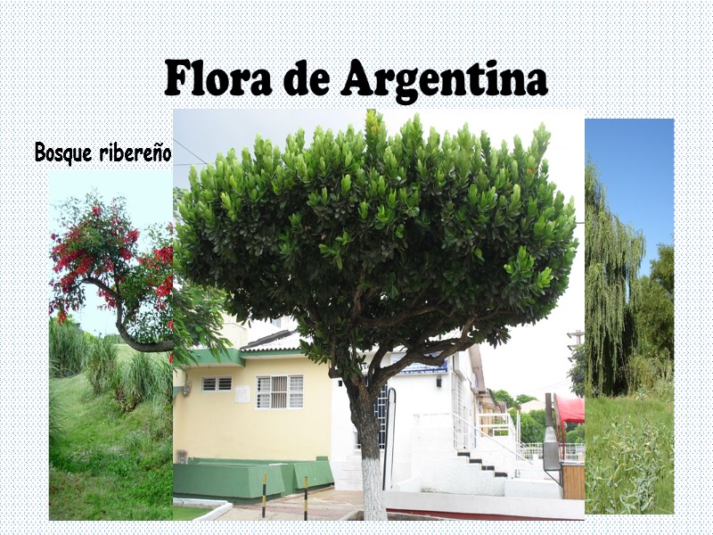 Flora de Argentina Bosque ribereño